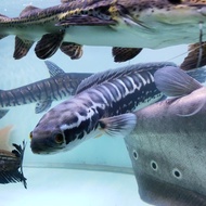 HIASAN AQUARIUM IKAN CHANNA MICROPELTES TOMAN BIG SIZE JUMBO