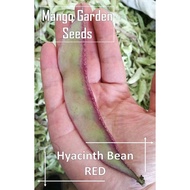 Red Hyacinth Bean Seeds - 15 Seed *Pot Friendly* Tanam Pasu 红扁豆, Stir Fry, Masak Kari, Roasted, Stea