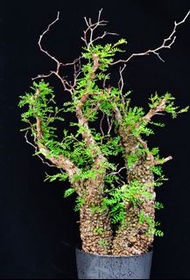 (426) 滿瘤雙頭列加氏漆樹　The elephannnt tree/ Operculicarya decaryi / 塊根植物 Caudex / 另售象牙宮、龜甲龍、念珠橄欖、橄欖樹、象足漆樹