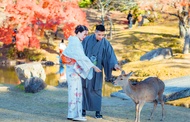 [Nara & Uji] Nara Park & Todai-ji Temple & Byodo-in Temple & Uji Matcha Gourmet & World Heritage Ons