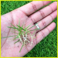 ♆ BERMUDA GRASS SEEDS 2000seeds - grass outdoor garden green plant