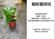 心栽花坊-輻射蔓綠絨/5吋盆/室內植物/綠化植物/觀葉植物/售價260特價220