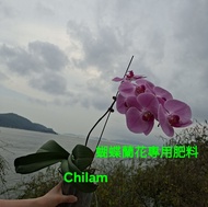 蘭花專用肥料通合蝴蝶蘭劍蘭蕙蘭石斛蘭墨蘭白玉蘭卡特蘭寒蘭直接使用後令蘭花植物快速生根強莖生葉發芽育苗花蕾成長延長開花期花色艷麗促進新陳代謝和光合作用長期使用本產品能增加活化土壤促進微生物繁殖使土壤環境