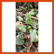 ◸ ◐ XANADU PHILODENDRON ACTUAL PLANT