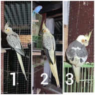 Falk DEWASA BETINA