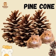 Pine Seed Cone Hamster Bites Dried Pine Cage Decoration