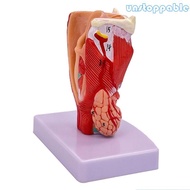 Un* Human Throat Anatomy Model Life Size Throat Anatomy Model Teaching