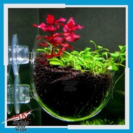Hanging Pot Glass Aquascape / Pot Kaca Tempel Dop Gantung