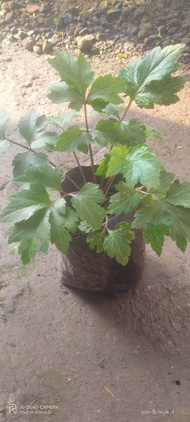 Bibit Tanaman Purwoceng/Purwaceng Tanaman Kisaat Herbal