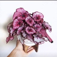 live plant Begonia Rex Red 秋海棠