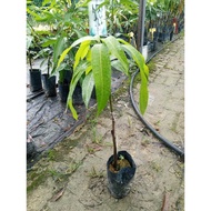 Anak pokok mangga Erwin dalam polibeg-FruitNurseryMalaysia