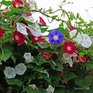 [$9.9 Free Shipping][Morning Glory Seeds] Seven-Color Morning Glory Indoor Balcony七色喇叭花室内阳台庭院垂吊盆栽