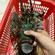 Terbaru Lobster Laut Super 1Kg Mantap