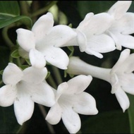 Pokok Bunga Madagascar jasmine ( wangi)