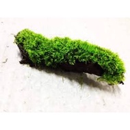 (MURAH) java moss on wood