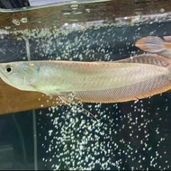 IKAN ARWANA SILVER RED 20 CM