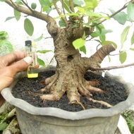bahan bonsai loa bogel the max