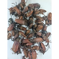 Combo of 50 A2 hair trimmer templates