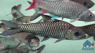 Thailand Blue Kelah(Sharp Mouth)/Live Fish/Mahseer/Freshwater 泰国尖嘴蓝吉罗/吉罗鱼/活鱼(Sin Quan Aquaculture En