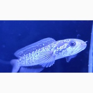 Channa asiatica size 15cm