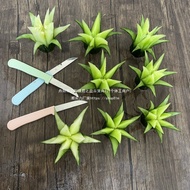 Knife Carving Tool Cucumber Fruit Carving Fruit Vegetable Carving Food Knife Carving Knife No Multif