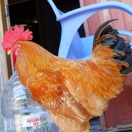 telur tetas ayam merawang | telur fertil