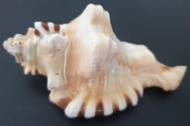 Ganesh Shank ( Natural)