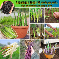 100% Authentic Fresh Asparagus Seeds for Sale (50 Seeds ) Benih Sayur Sayuran Organic Asparagus Plan