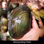 Kerang kijing air tawar hidup 1.pcs