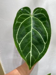 【觀葉植物/花燭】水晶花燭anthurium crystallinum