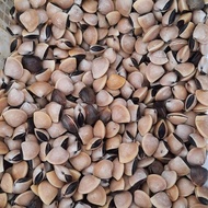 kerang tahu/putih 1kg hidup