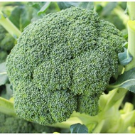 Biji Benih Brokoli Belstar Broccoli Seed - 100 Seed