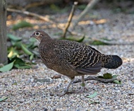 pikat ayam hutan hijau betina/decoy ayam hutan hijau betina/alat pikat ayam hutan