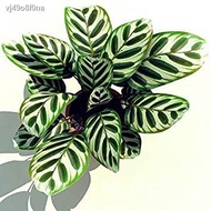 ♗♤Seeds 【COD】10pcs Rare Calathea Seeds Air Freshening Plants Seeds #SW44 Lavender tray