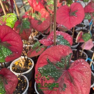 Blooms Nursery Red Barret Daun Tebal Bulat | Keladi Cat Tumpah Live Plant