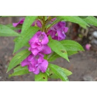 20粒紫色风仙花种子。 20 biji benih pokok bunga balsam.