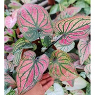 Rare Caladium Daging Maha Ming Mongkol