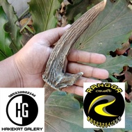 Pipa ONCE TANDUK RUSA BERCABANG Rg44