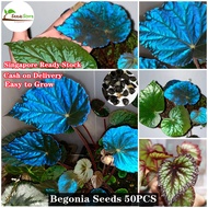 [Hot Sale] 50pcs Begonia Seeds Bonsai Plant Indoor and Outdoor Herb Seeds for Planting Live House Plants Bonsai Basil Plant Spa Flora Garden Decoration Items Live All Seasons Pot for Plant High Quality Easy To Germinate Fast Grow SG Ready Stock