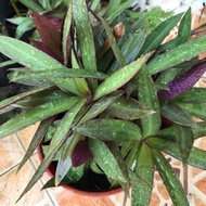 Pokok nenas kerang (pandan ungu)