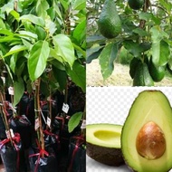 Anak Pokok Avocado (Kahwin) Grafted