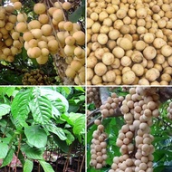 Anak Pokok Duku Langsat Grafted Hybrid Buah Buahan (West Malaysia Only)