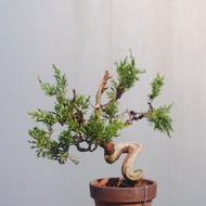 系魚川真柏盆栽 幹身細節變化多 迷你盆栽小品盆栽