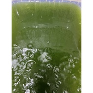 Green water for daphnia or baby fish.