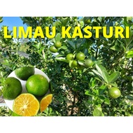 Benih Pokok Limau Kasturi / SAMBAL POKOK TUT POKOK SUDAH BERBUAH