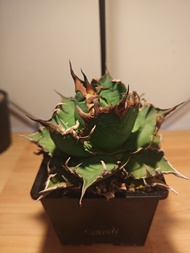 龍舌蘭 凱撒 植物 嚴龍 Agave Plant