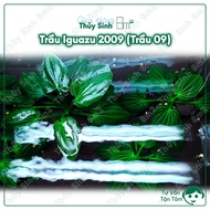 Betel 09, Betel Iguazu 2009, Betel 09 Red | CO2-FREE Aquatic Plants, Medium Landscape | 8m2