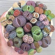 50 เมล็ดพันธุ์ เมล็ด ซักคิวเลนต์ หรือ ไม้อวบน้ำ กระบองเพชร ไลทอปส์ (Lithops) Succulent seeds อัตราการงอก 80-85%