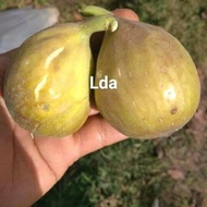 Bibit Tin jenis LDA