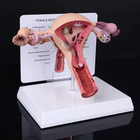 Human Female Uterus Ovary Anatomy Model for Biology Teaching Lesion Dissection Pathology Aid Educati